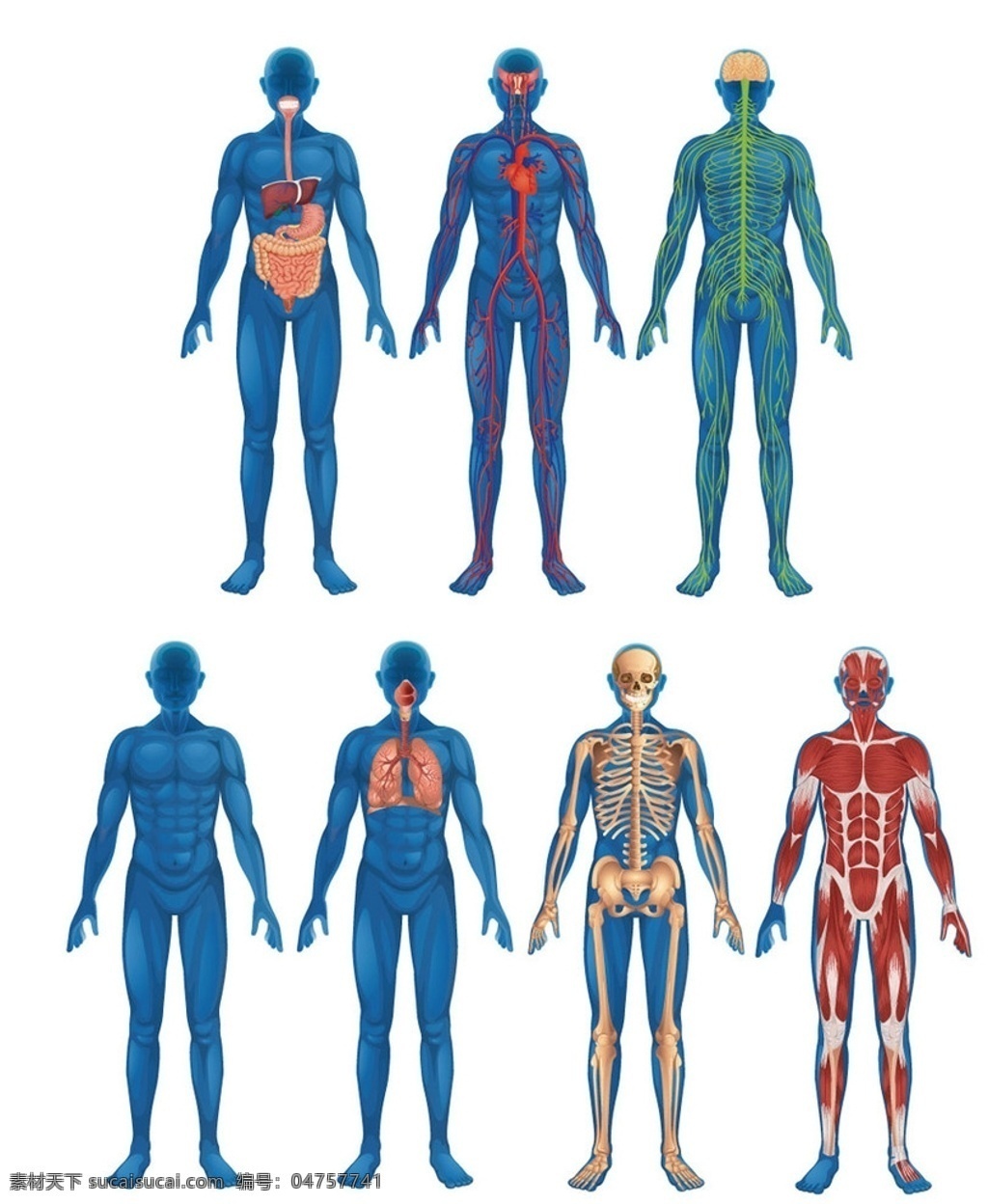 人体器官 人体结构图 骨骼 肌肉 血管 神经 人体解剖 医疗卫生 医学 人体 骨架 解剖学 人体组织 生活百科 医疗保健