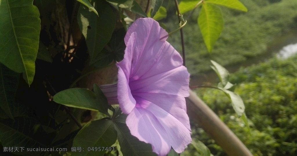 牵牛花 喇叭花 紫色花 花卉 花朵 植物 花 生物世界 花草