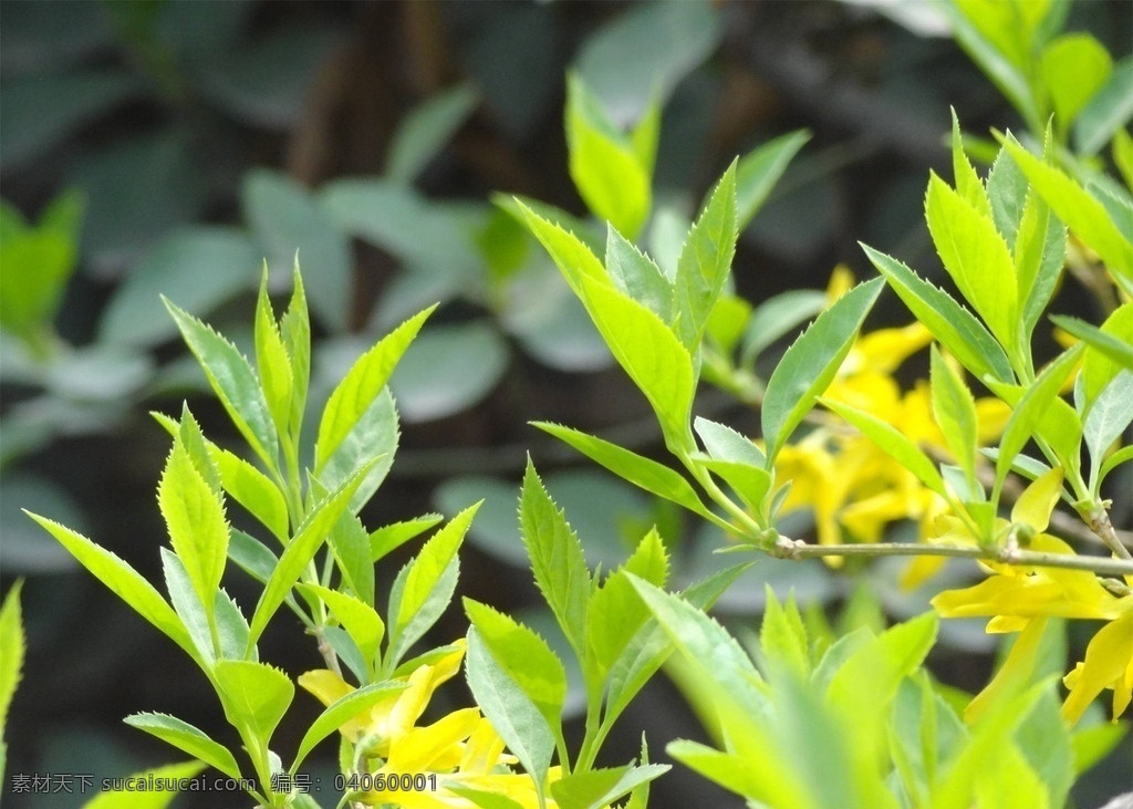 连翘 花卉 鲜花 鲜艳 美丽 草本植物 木本植物 花草 生物世界