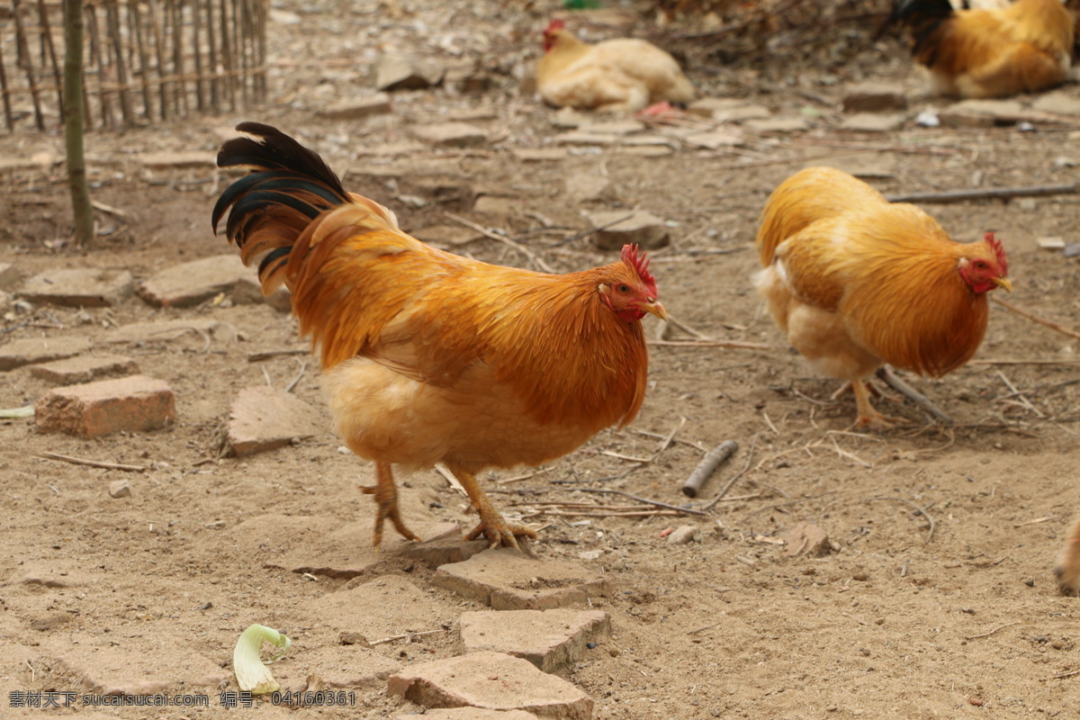 果园走地鸡 果园鸡 养殖鸡 走地鸡 农家鸡 土鸡 鸡项 扇鸡 骟鸡 线鸡 生物世界 家禽家畜