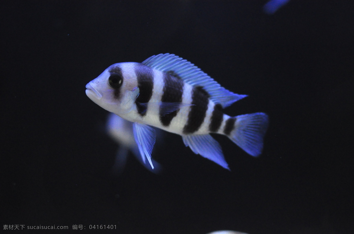 热带鱼 贝壳 生物世界 水生物 鱼 鱼类 水下世界