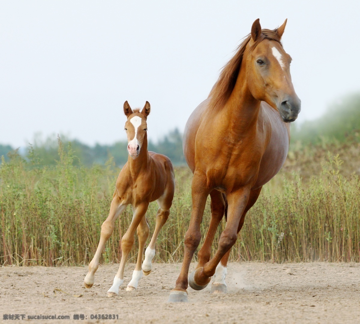 前后 奔跑 马匹 马驹 前后奔跑 动物 草丛 陆地动物 生物世界