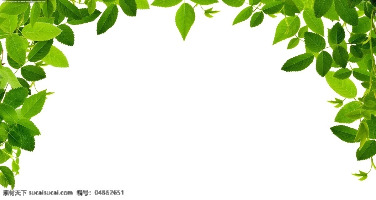 新鲜 装饰 树叶 免 抠 透明 新鲜装饰树叶 图形 海报 树叶广告素材 树叶海报图