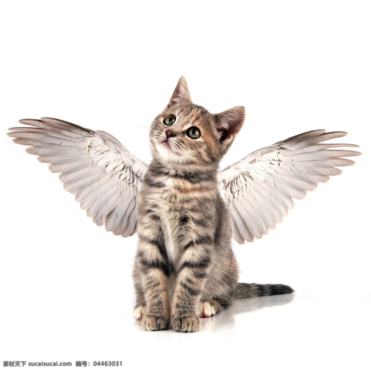 猫咪 猫 猫科动物 野生动物 高清摄影 商业摄影 招手 翅膀 创意摄影 宠物摄影 家禽家畜 生物世界