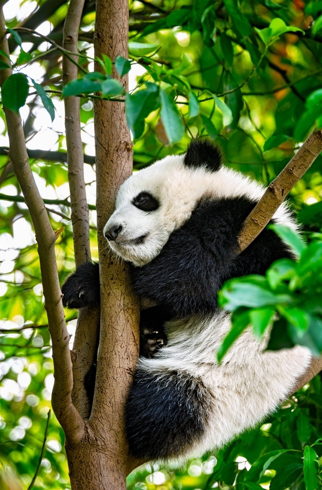 熊猫图片 熊猫吃竹子 熊猫爬树 小熊猫 熊猫玩耍 国宝熊猫 草坪 大熊猫 熊猫 黑白 可爱 草地 生物世界 野生动物 大自然动物