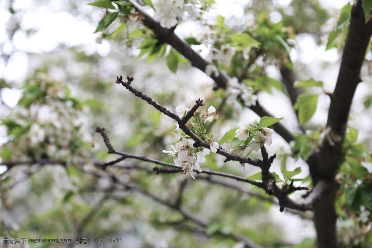 梨花 白梨花 白色 白色花 花卉 梨树 梨 摄影图 花草 梨花枝 生物世界 雨后梨花