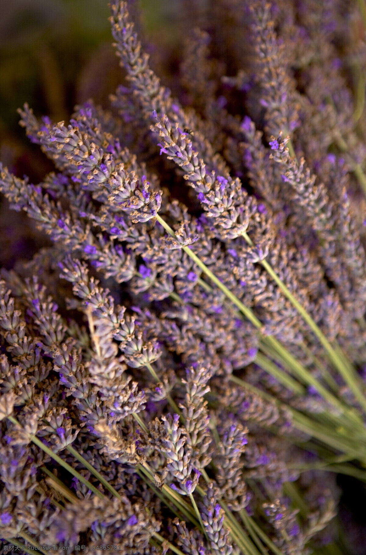 丰收 紫色 薰衣草 花 花束 高清图片 竖构图 植物 日光 白昼 紫蓝色 馥 郁 风情 lavender 芳香药草 芳香 宁静 香水 普罗旺斯 收获 山水风景 风景图片