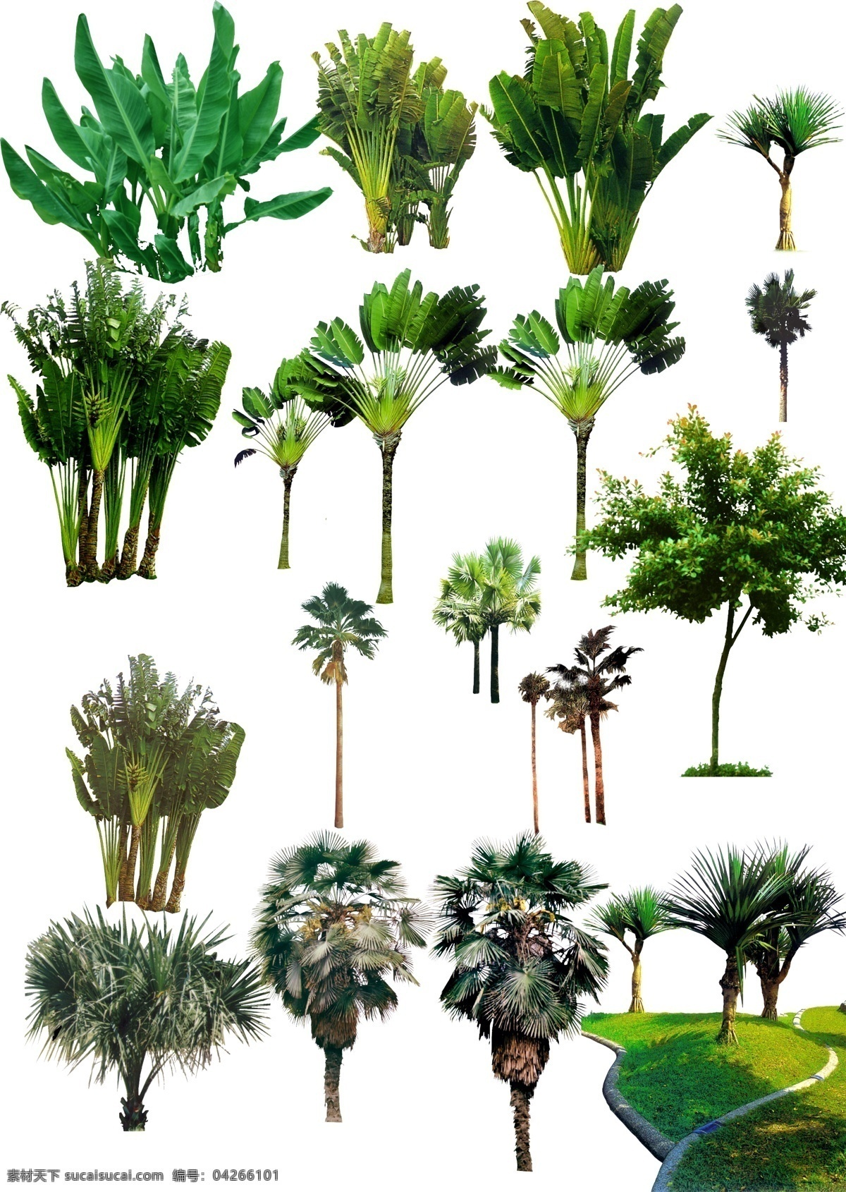 热带 植物 分层 psd分层 热带雨林
