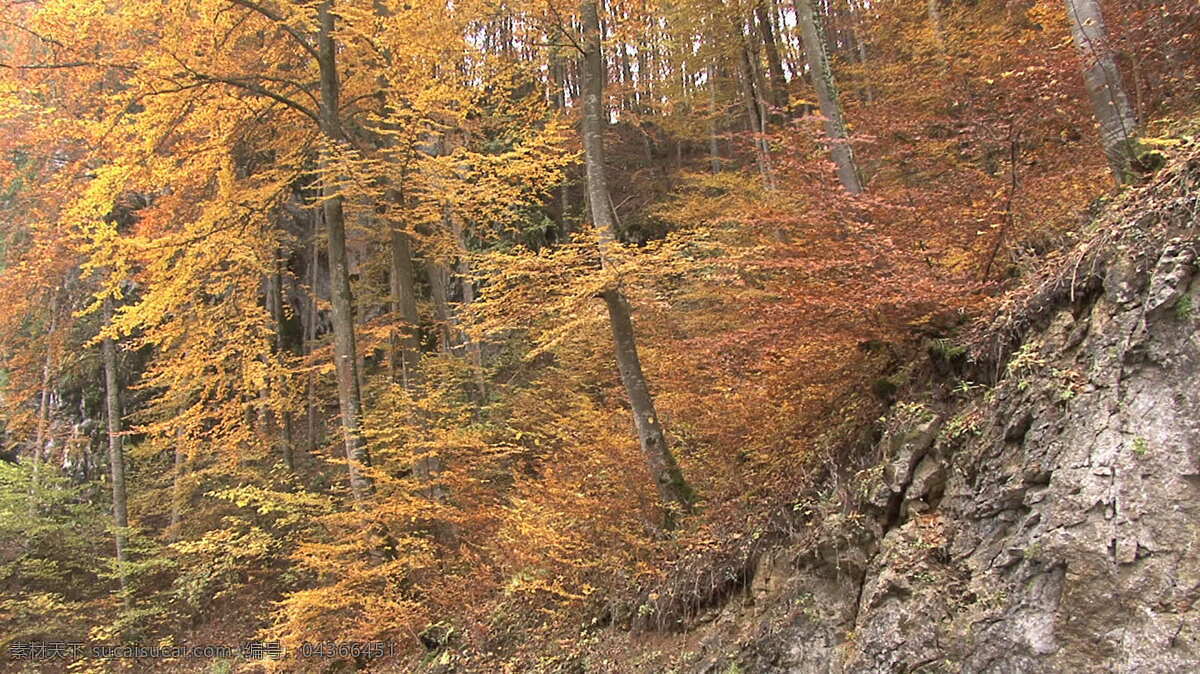 秋天 森林 山坡 股票 视频 德国 红色 黄色 朦胧 葡萄园 山 视频免费下载 修道院 叶 树 其他视频