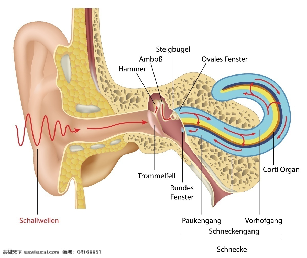 耳道挂画 图解 耳道 超写实 手绘 分层 科普 人体 科学 耳朵 听觉 耳蜗 人体科普插画 耳鼻喉解剖图 耳鼻喉 耳鼻喉图谱 耳鼻喉科 五官科 医疗图谱 科学图谱 图谱 医学图 医疗 矢量图片 现代科技 医疗护理