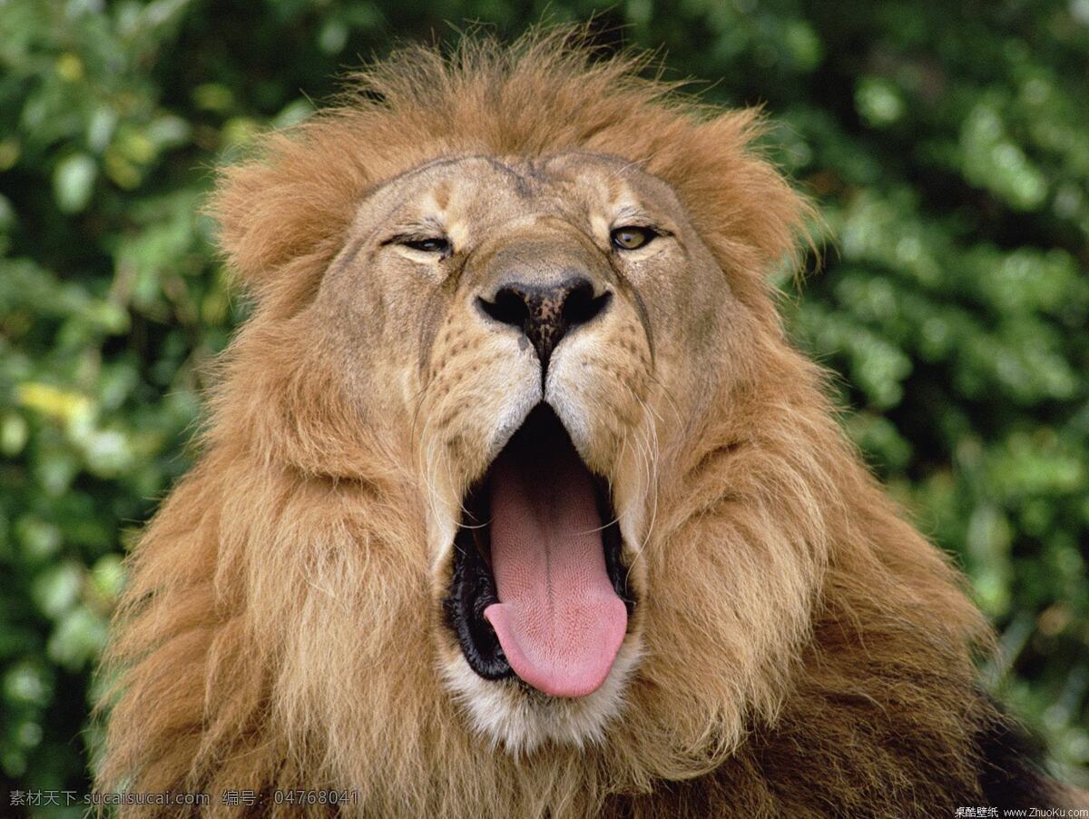 狮子 狮吼 血盆大嘴 森林之王 草原 生物世界 野生动物