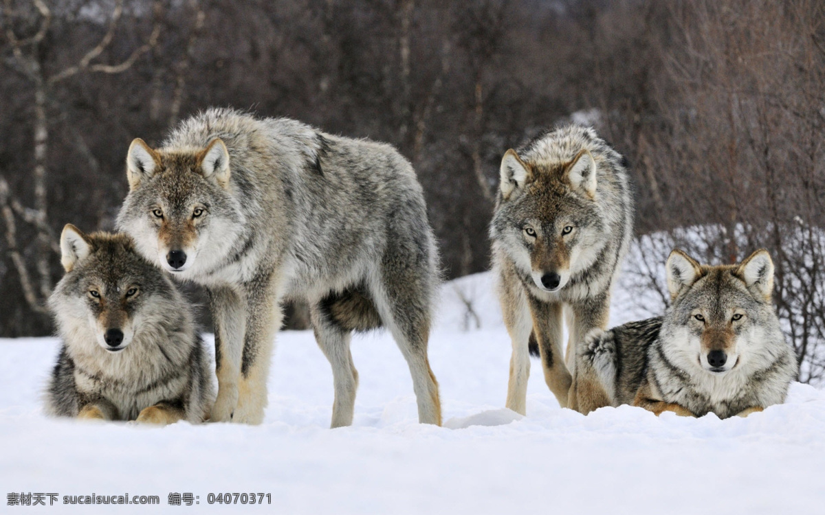 雪狼 雪地 四只狼 一家 动物图片 生物世界 野生动物