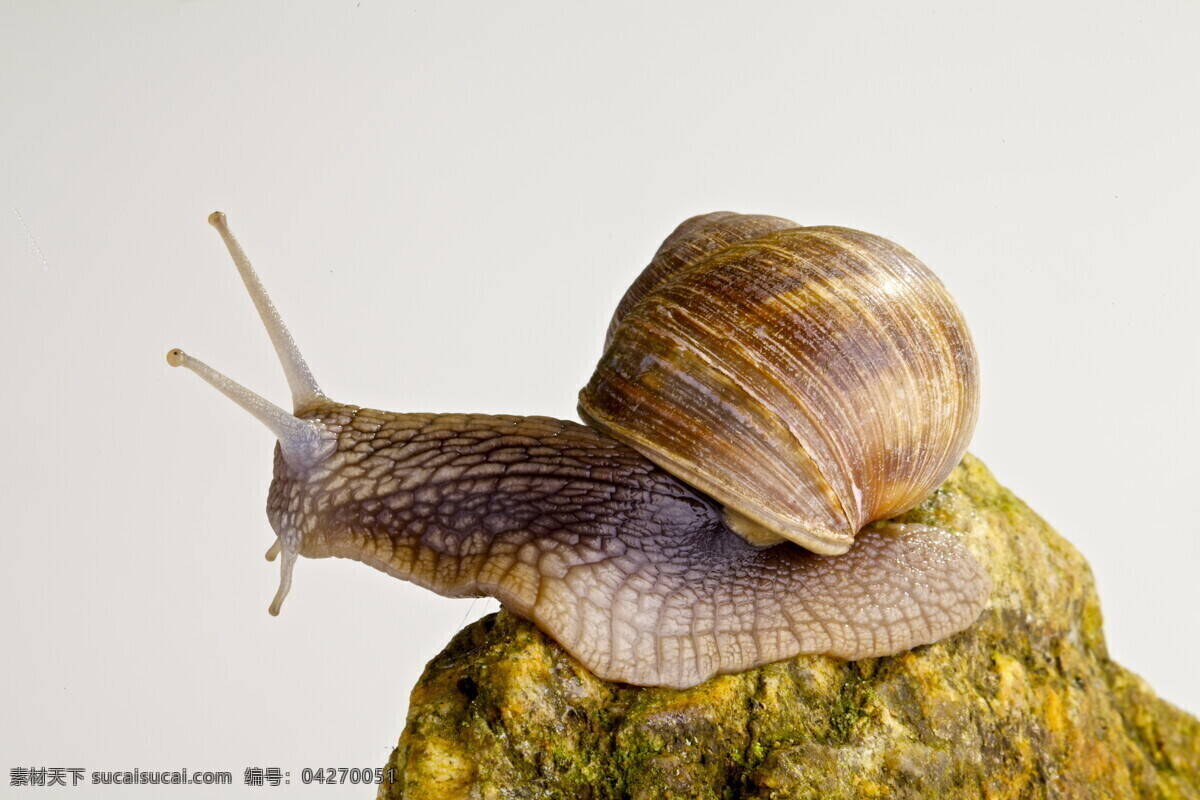 石头 上 蜗牛 蜗牛壳 蜗牛摄影 动物昆虫 动物摄影 陆地动物 生物世界 昆虫世界