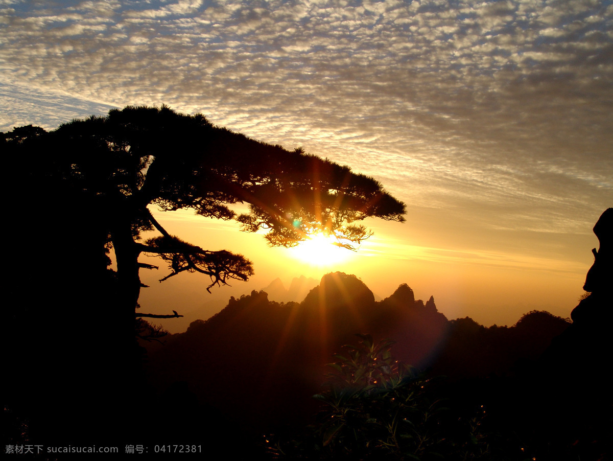 日出 松 太阳 风光 自然景观 山水风景 摄影图库