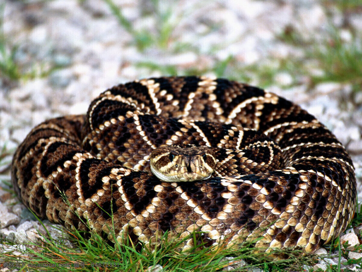 响尾蛇 蛇 鳞片 掠食者 冷血动物 危险 有毒 剧毒 冷酷生物 爬行 生物世界 野生动物 摄影图库