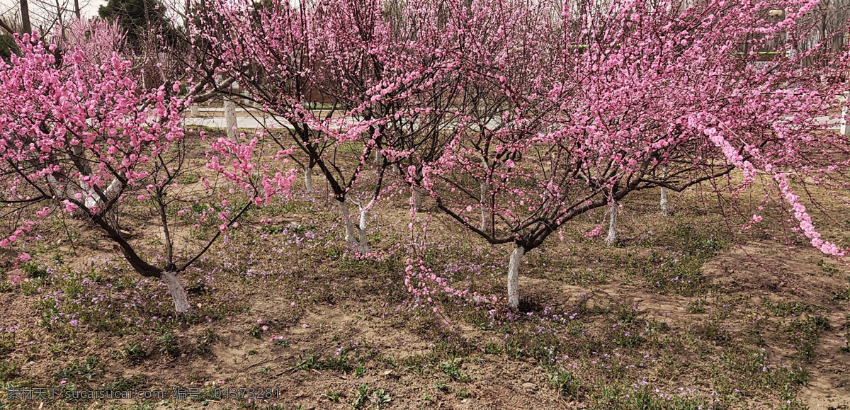 桃花源 桃花 桃树 春天 生物世界 花草