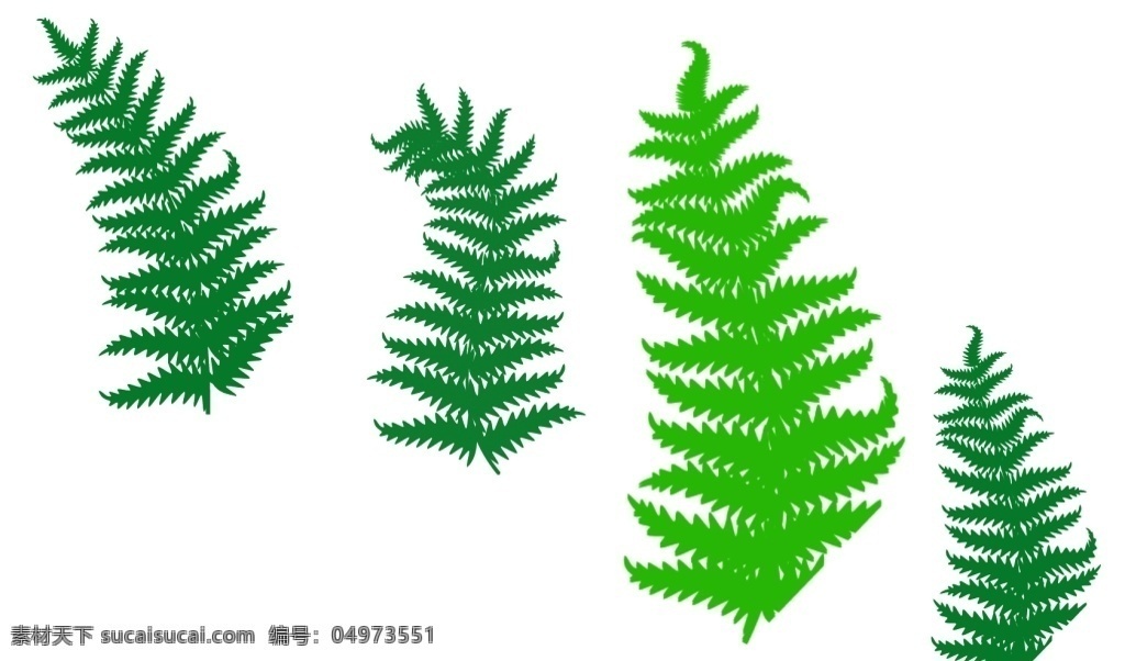 厥 类 植物 叶子 笔刷 植物叶子笔刷 厥类植物笔刷 厥类笔刷 叶子笔刷 绿叶笔刷 植物笔刷 厥类植物叶子 植物叶子 厥类植物 厥类 绿叶 ps笔刷大全 多媒体 ps笔刷 abr