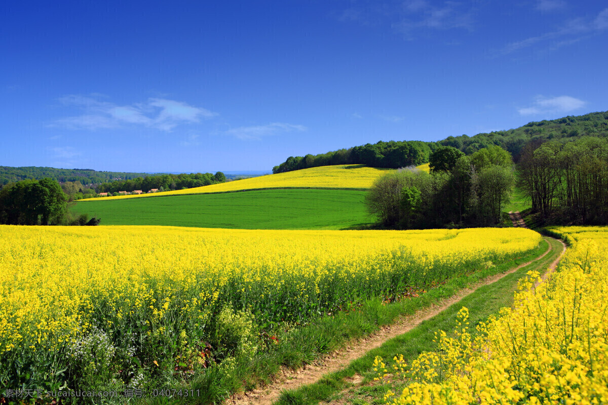 小路 道路 蓝天白云 草地 自然风景 景区 景观 休闲旅游 风光 自然景观 黄色