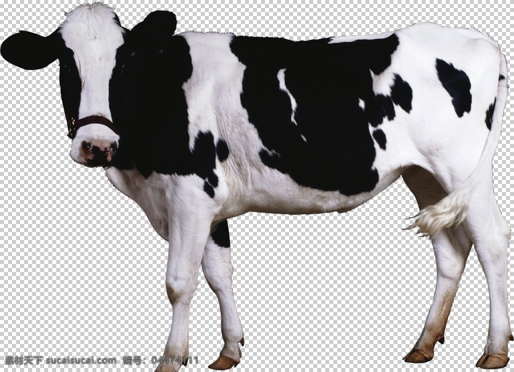 奶牛图片 牛 奶牛 黄牛 黑牛 白牛 红牛 野牛 草原牛 png图 透明图 免扣图 透明背景 透明底 抠图