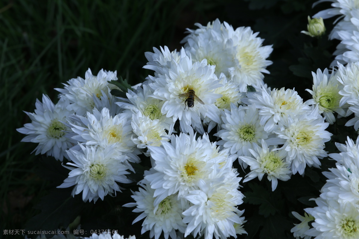 秋菊 观赏花卉 园艺 花卉素材 寿客 金英 黄华 陶菊 花卉 花儿 花草 花朵 花瓣 花蕊 菊菊花 生物世界