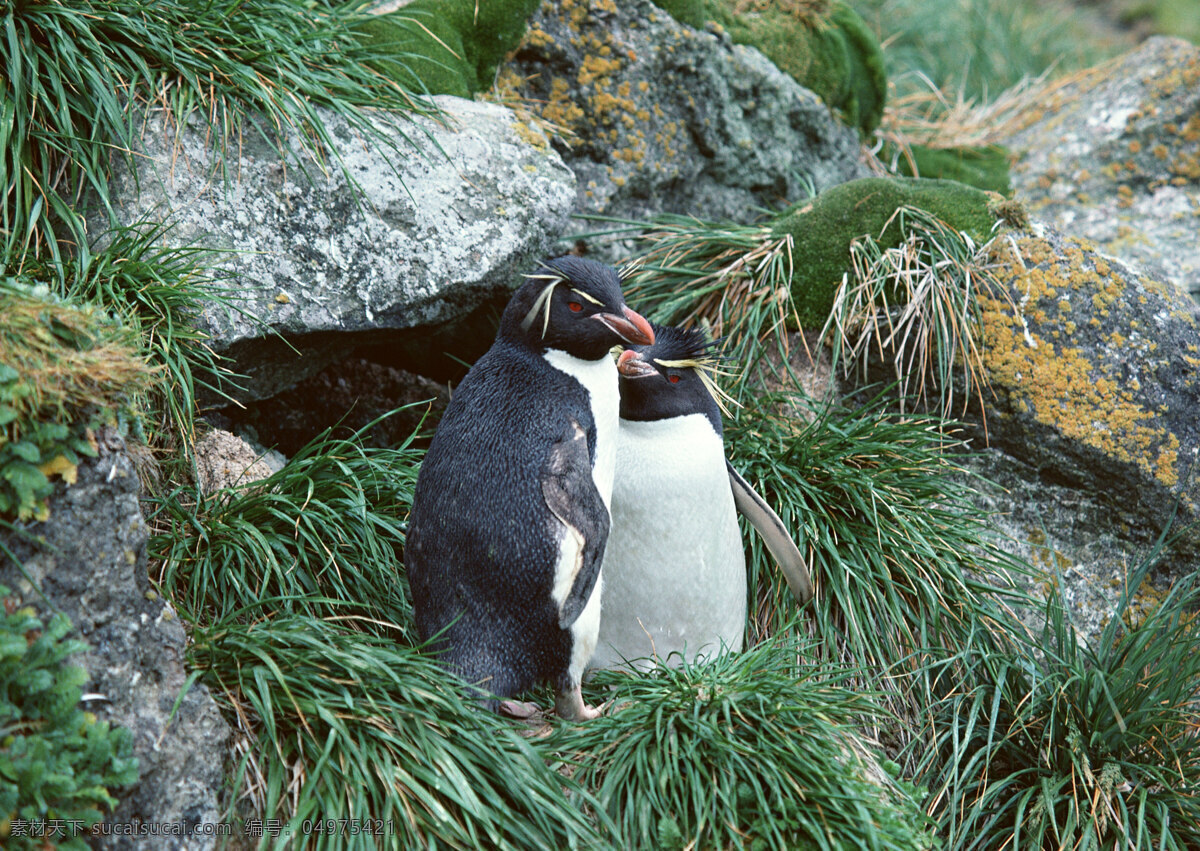 可爱小企鹅 动物世界 生物世界 南极动物 企鹅 水中生物 黑色