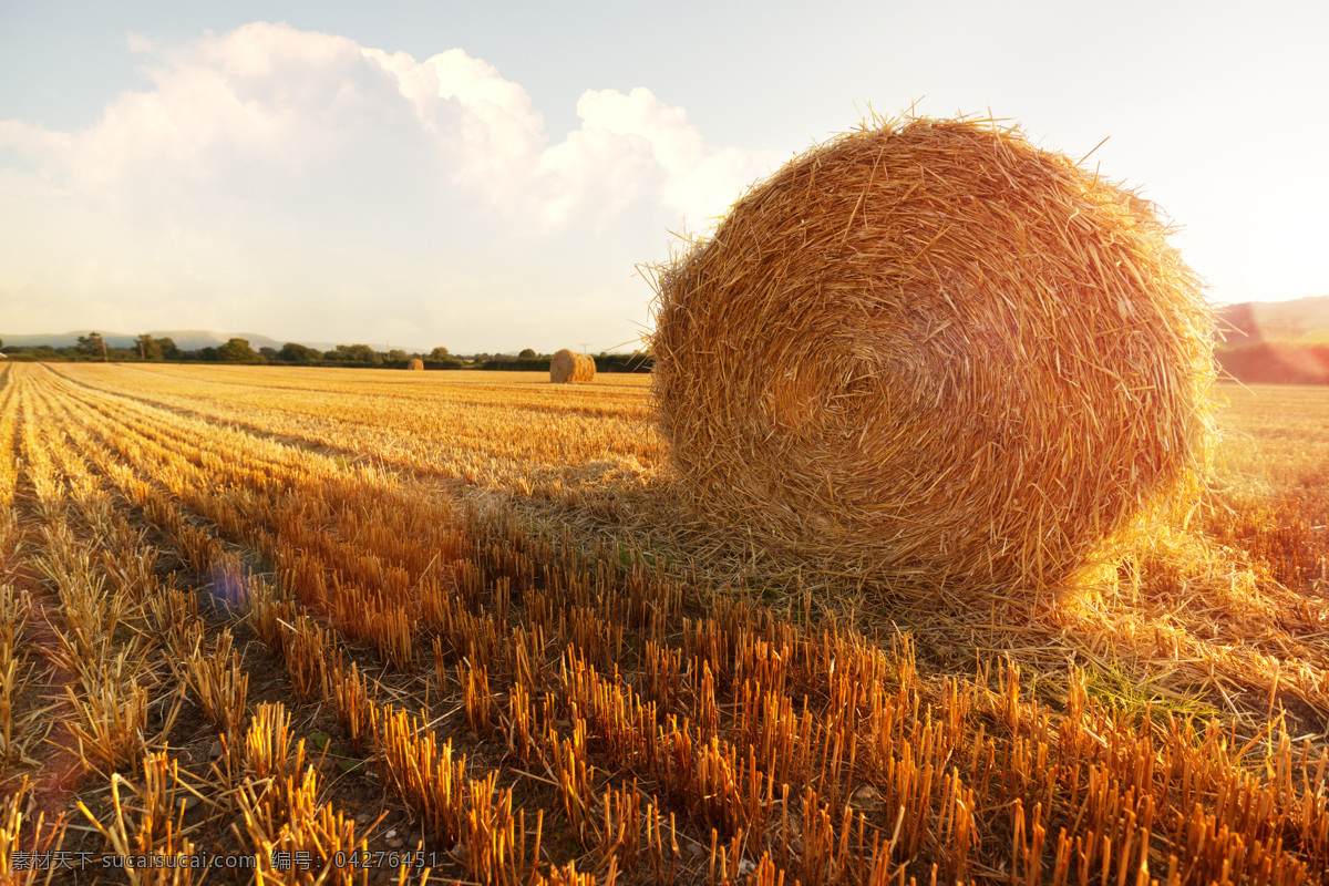 麦田里 草垛 麦田 麦子 小麦 秋收 秋天麦田风景 其他风光 农业生产 现代科技