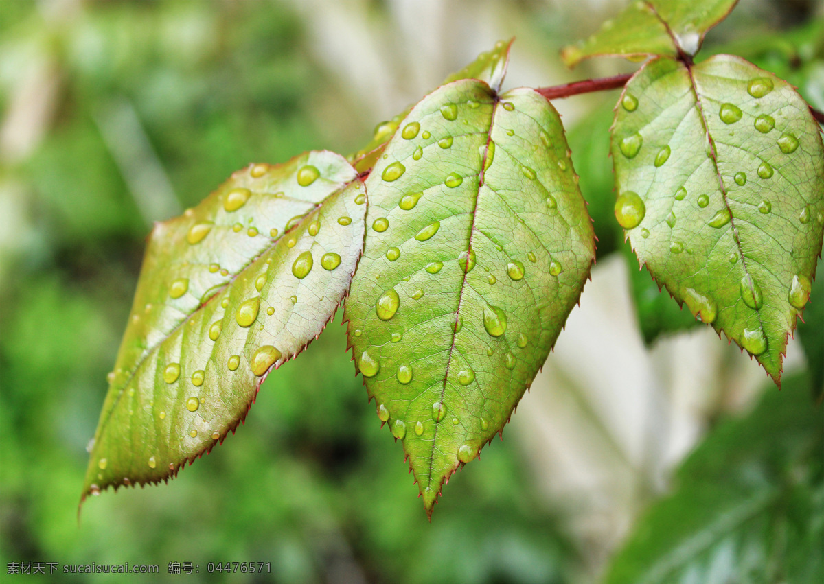 绿色植物 植物 叶子 叶片 绿叶 特写 水珠 露珠 壁纸 护眼 绿色 雨滴 水滴 绿色背景 树枝