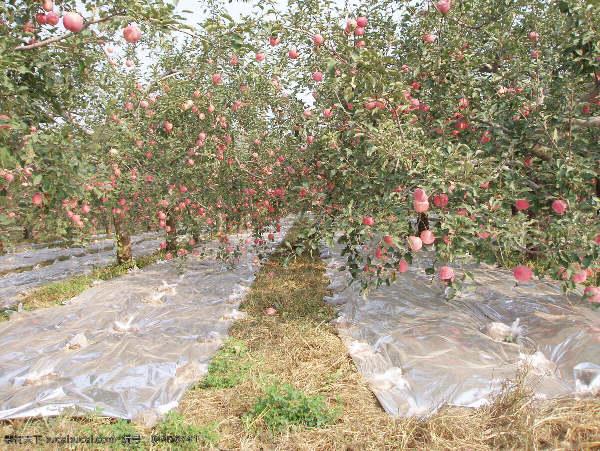 有机苹果园 有机苹果 苹果园 水果 生物世界