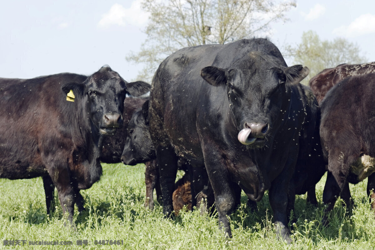 吃草的牛 牛 牛群 放牧 吃草 动物世界 摄影图 陆地动物 生物世界 黑色