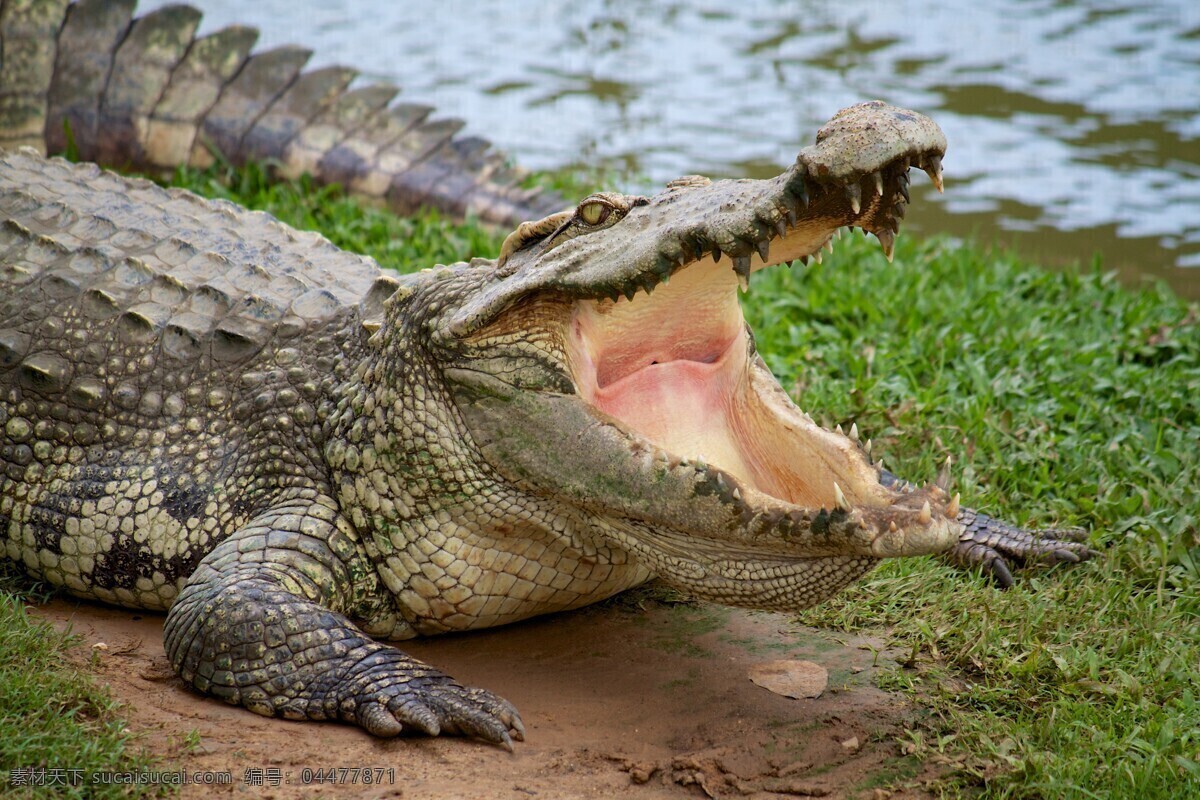 张开 嘴巴 鳄鱼 野生动物 爬行动物 动物世界 水中生物 生物世界