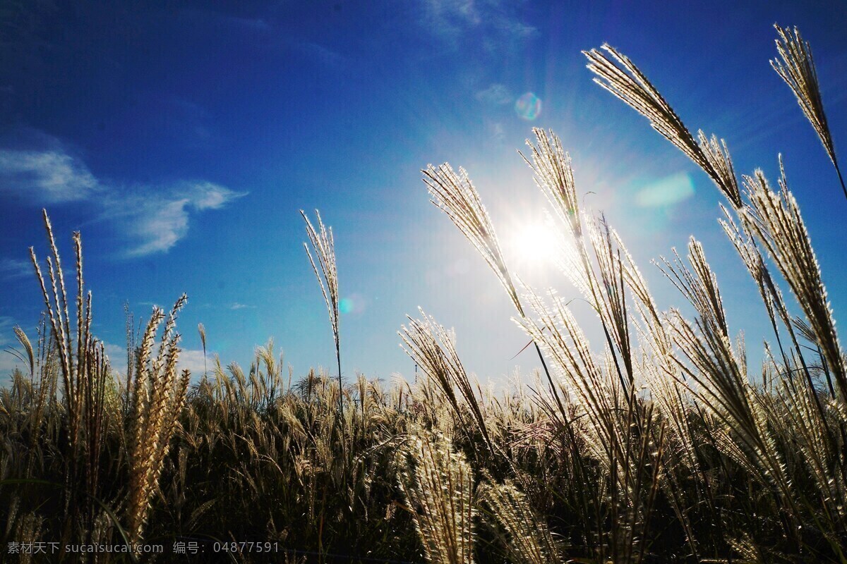 秋季天空 天空 光 秋季 芦苇 草甸