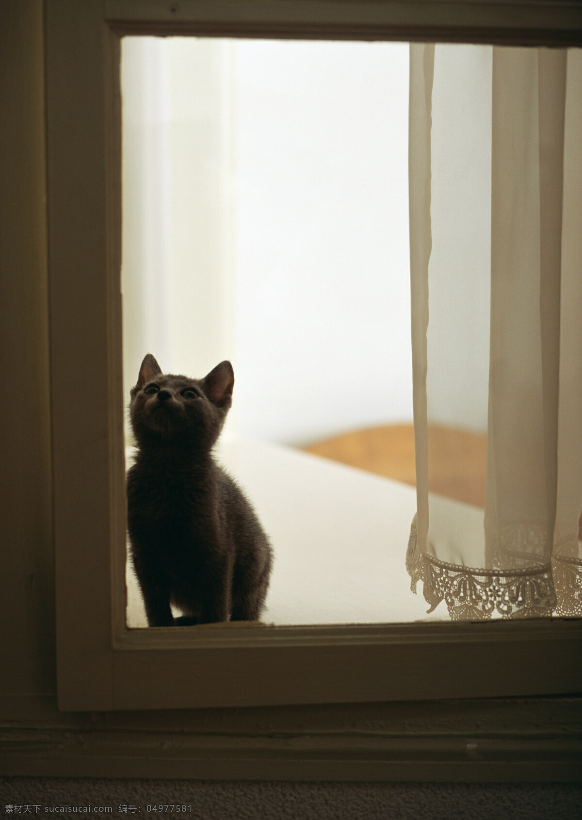 窗户 里面 小猫 动物摄影 宠物 猫 可爱的猫 家猫 猫咪 小猫图片 家禽家畜 生物世界 陆地动物 黑色