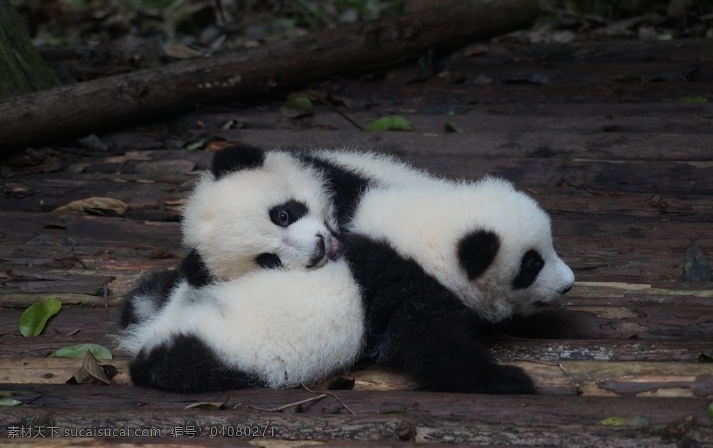 可爱的熊猫 可爱 动物 国宝 熊猫 萌萌 生物世界 野生动物
