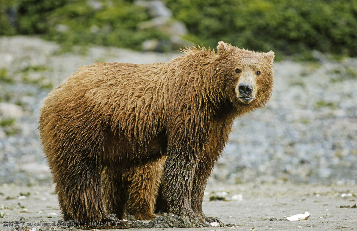 棕熊摄影 脯乳动物 保护动物 熊 狗熊 棕熊 野生动物 动物世界 摄影图 陆地动物 生物世界 黑色