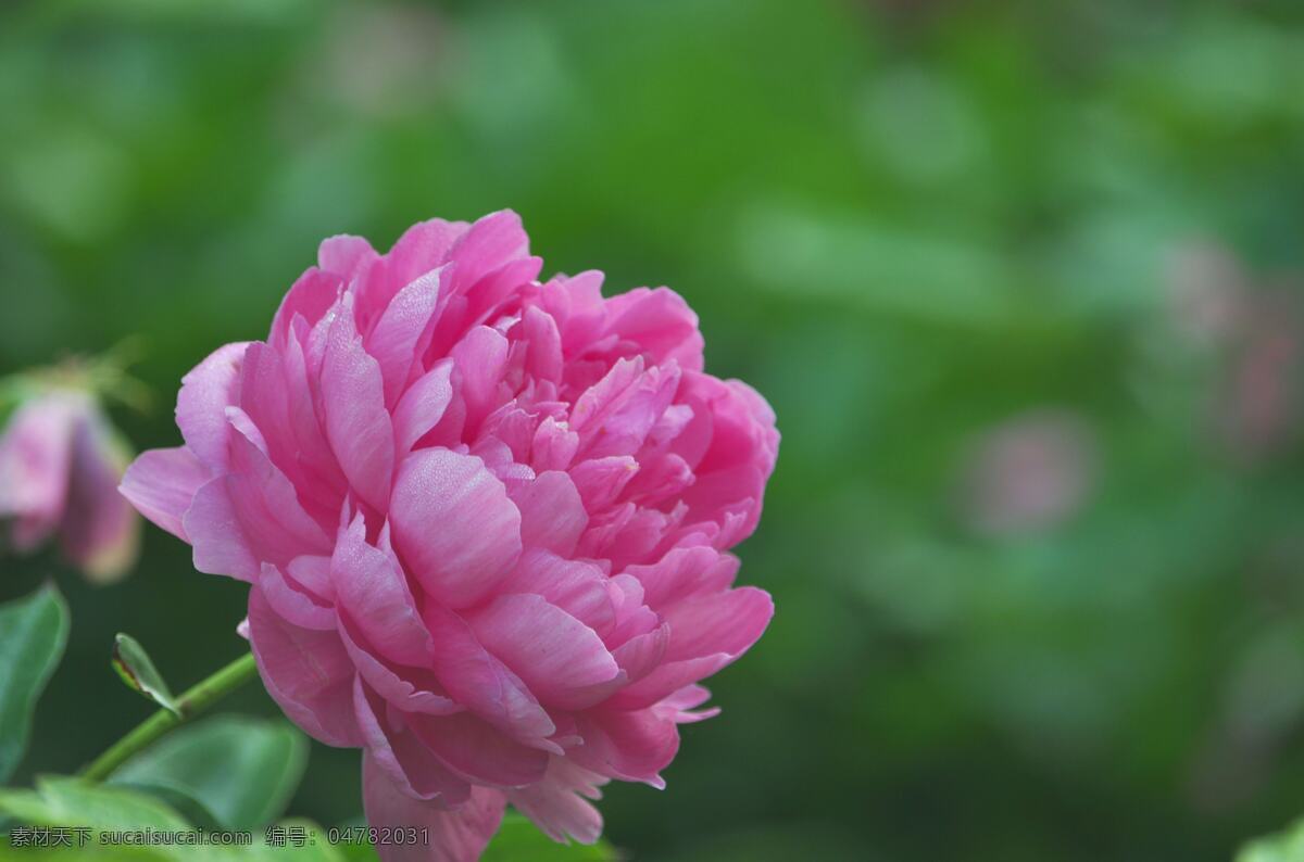 粉色 芍药花 花卉 花朵 花草 芍药