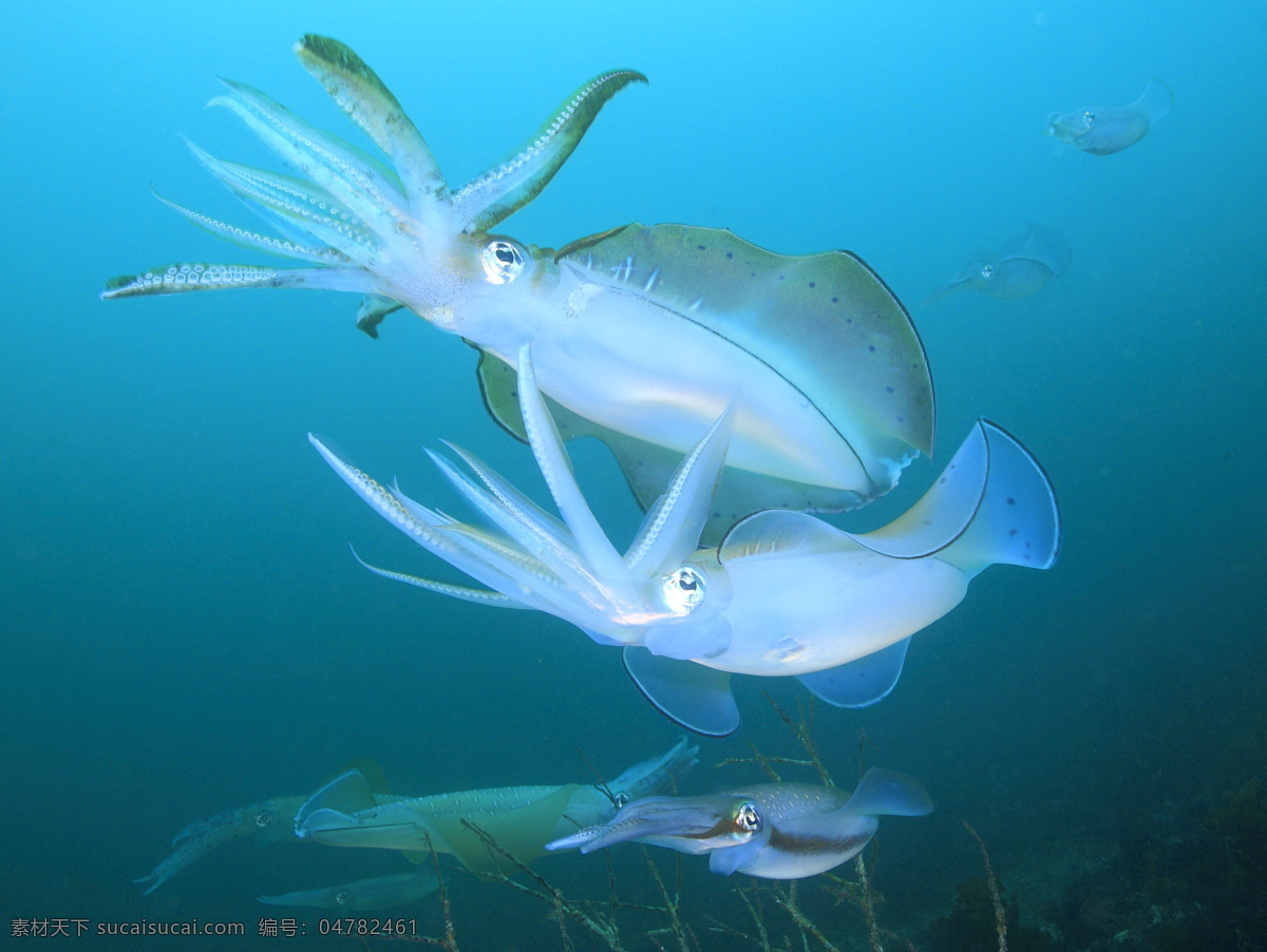 章鱼 海洋生物 海底世界 海洋 礁石 生物世界 鱼 鱼类 珊蝴礁石 珊蝴 海底景色