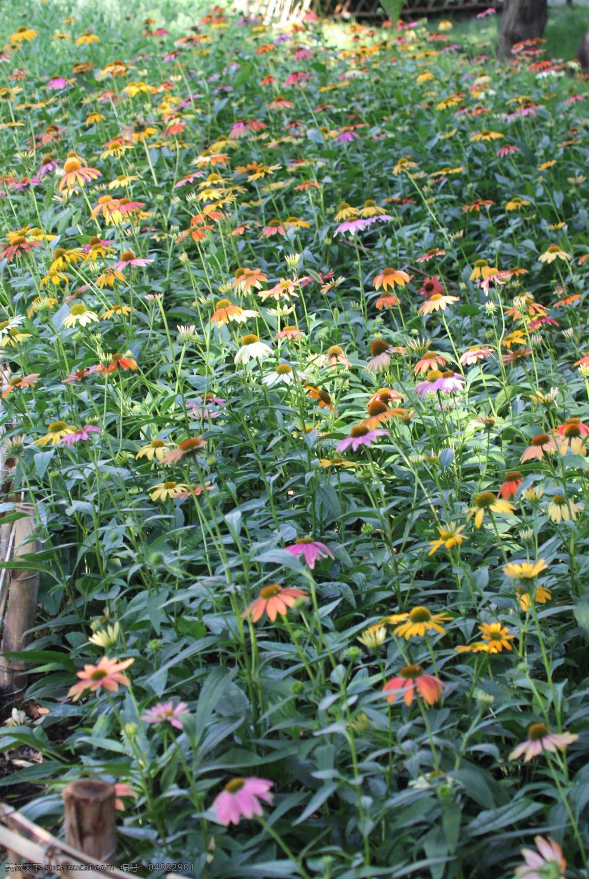 雏菊花海 雏菊 小菊花 小雏菊 七彩 花海 花 花朵 一片花 植物王国 生物世界 花草