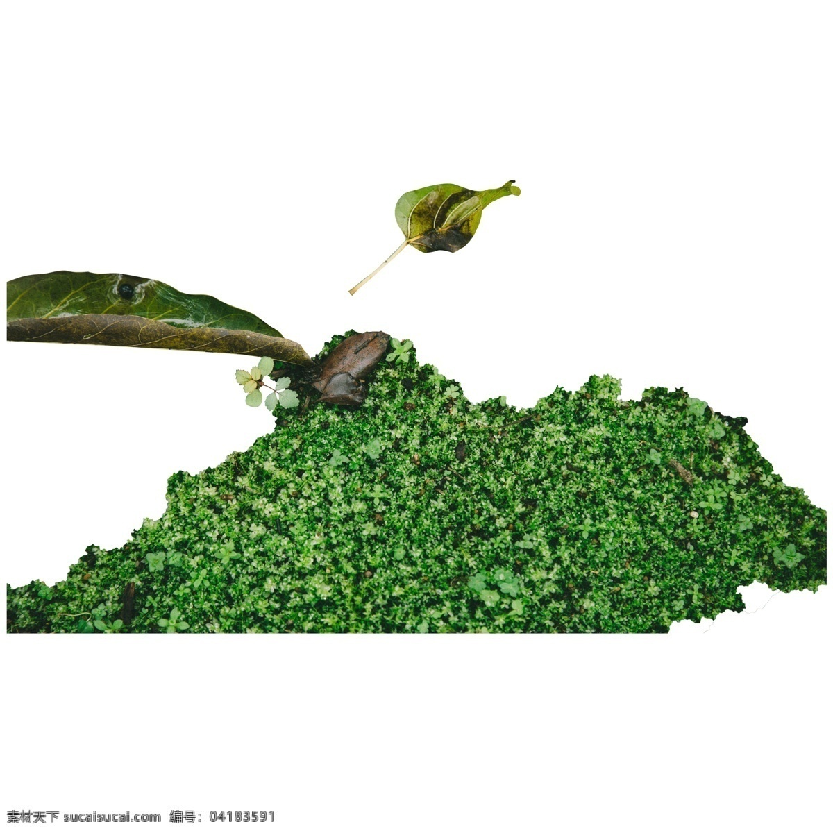 绿色植物 落叶 元素 绿色 植物 保护环境 景色 风景 装饰 弯曲 质感 真实 纹理
