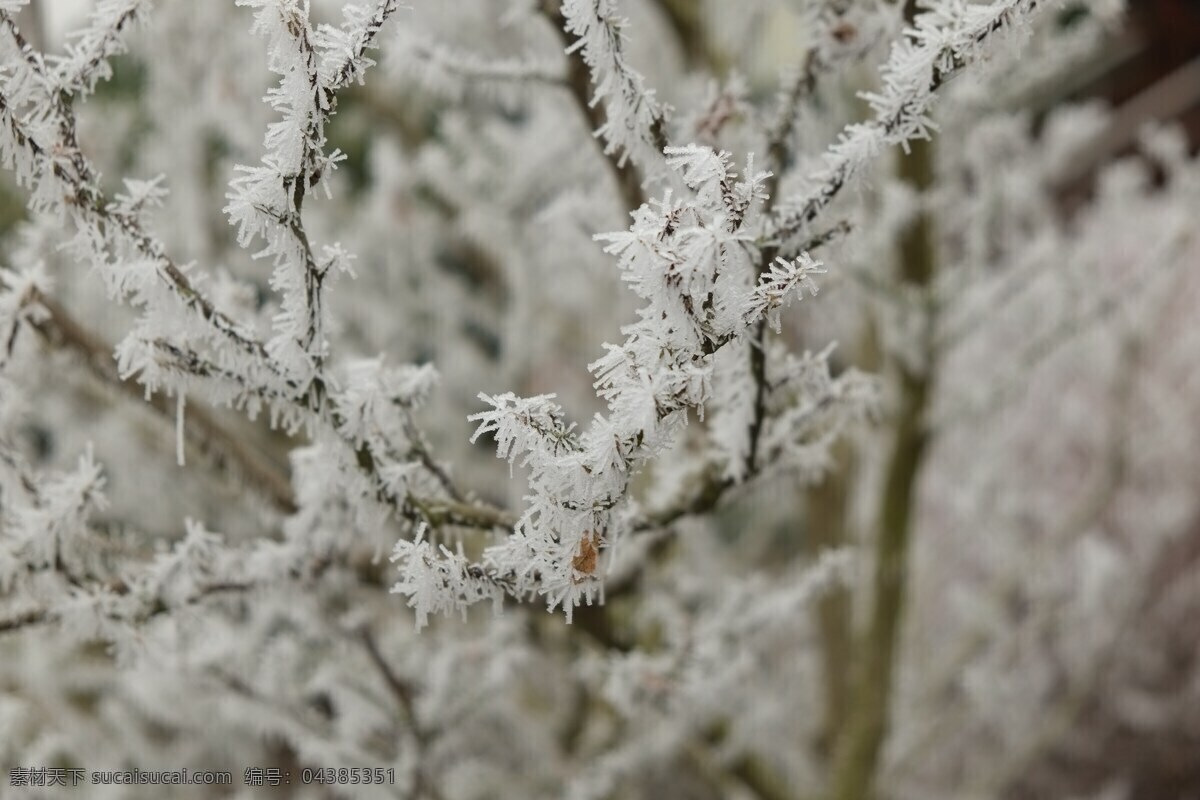 雾凇奇观 冰雪景观 冰挂 树挂 北国风光 自然景观