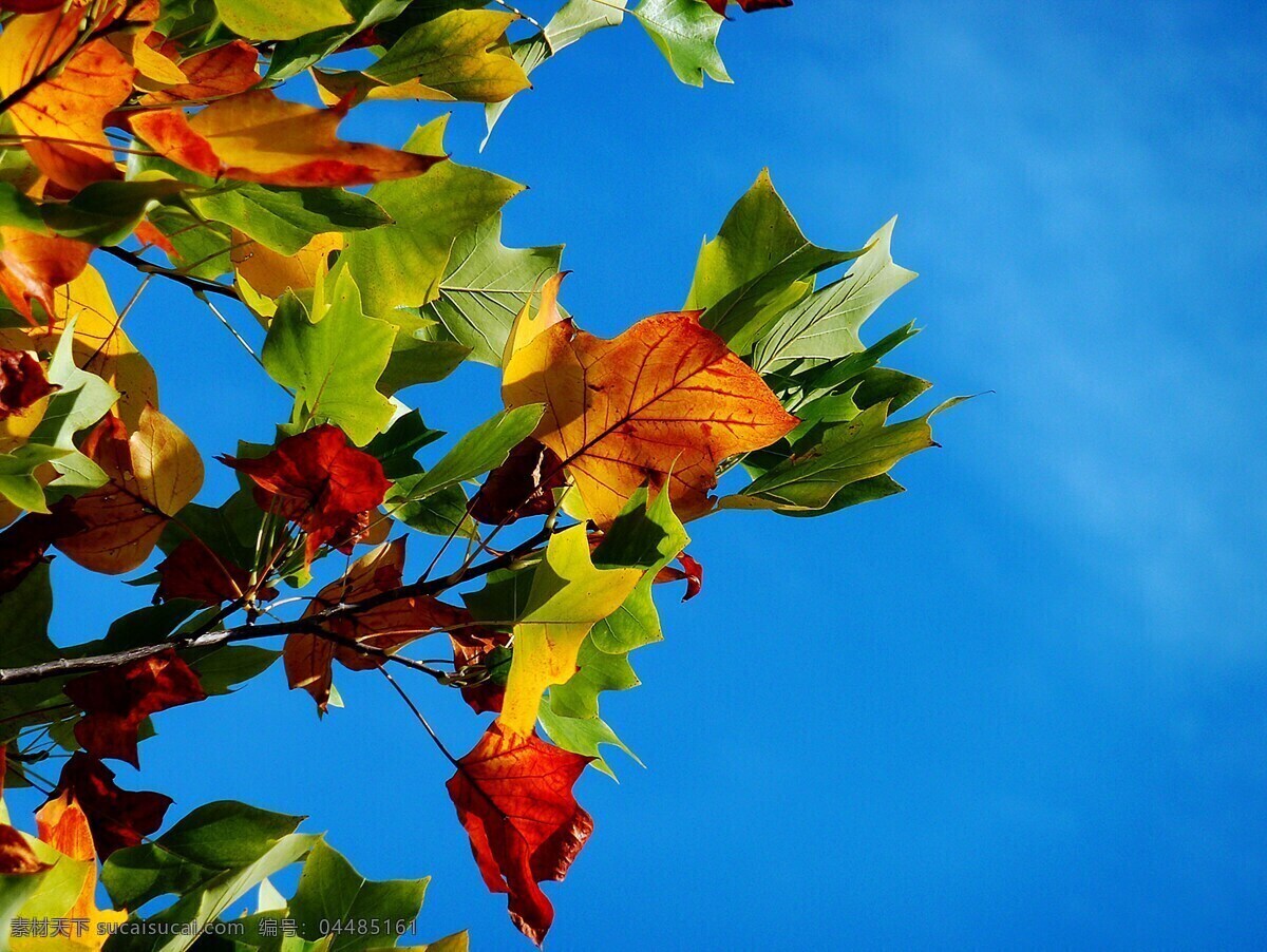 秋季 秋天树叶 叶子 秋天的颜色 秋叶 丰富多彩 秋天的落 蓝色