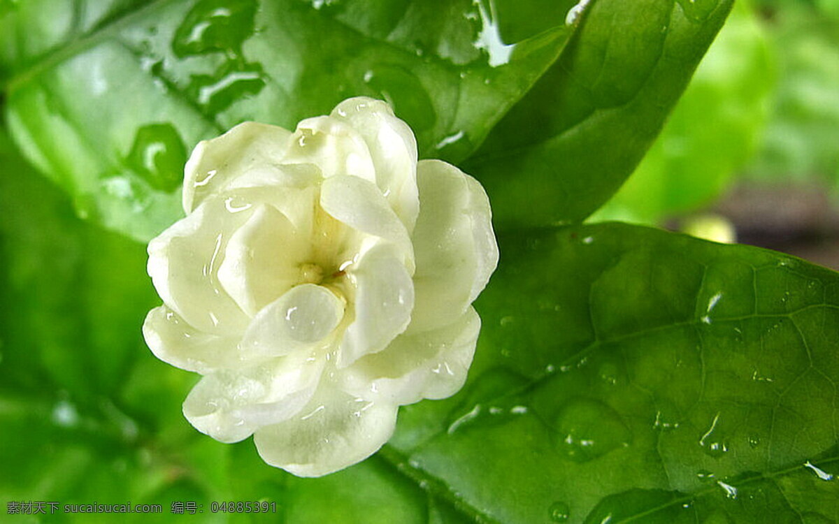 茉莉花 白花 白色 高清摄影 高清图片 花 花瓣 花草 花朵 花儿 花卉 自然 植物 植物花草 自然背景 植物背景 花卉摄影 茉莉 摄影图片 生物世界