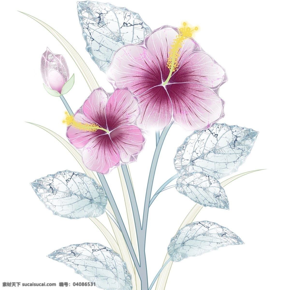 唯美 手绘 木槿花 插画 元素 鲜花 美丽 植物 花 花卉