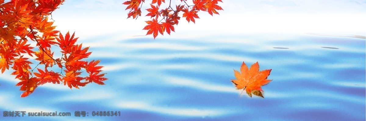 蓝色 红 枫叶 banner 背景 秋天 清新 旅游 红枫叶 海报 文艺清新 秋天旅游 节气 立秋 秋分