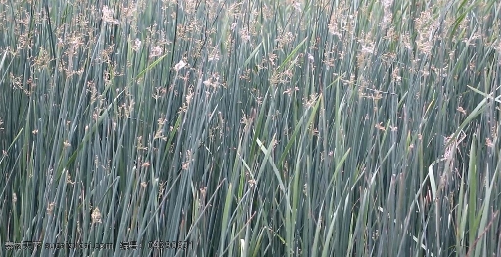 风中芦苇视频 芦苇动态视频 芦苇 动态 视频 自然风景 实拍视频 自然风景视频 多媒体 自然风光 mp4