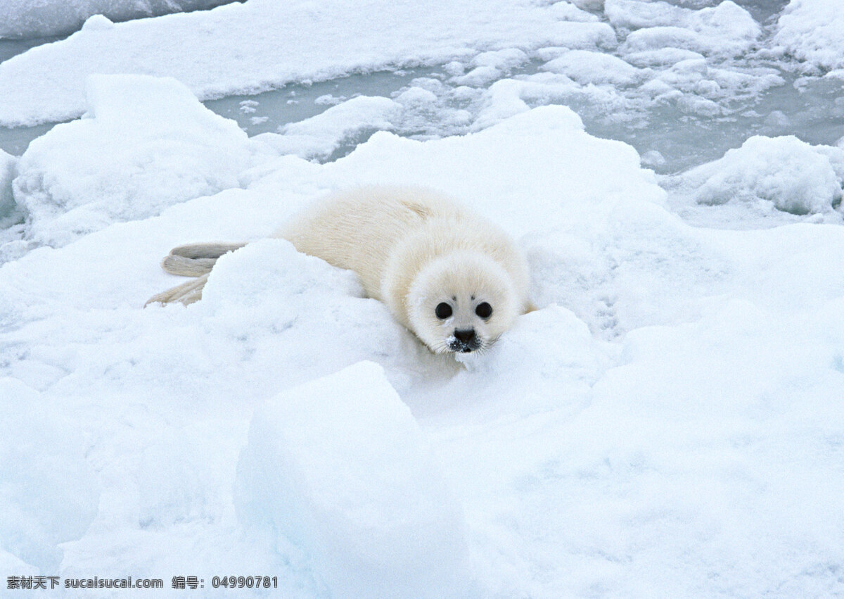 冰雪上的海豹 动物世界 生物世界 冰雪 冰川 海豹 水中生物 白色