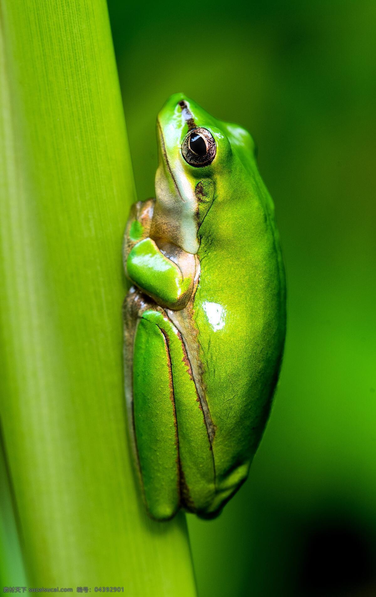 动物 环境 生态 绿色 蟾蜍 野生 野生动物 绿色青蛙 生物世界