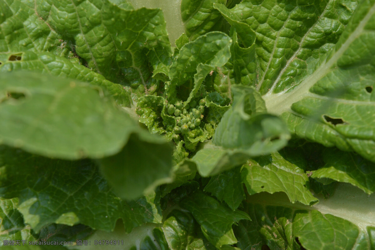 蔬菜 菜心 小白菜 菜类 植物 花草 生物世界