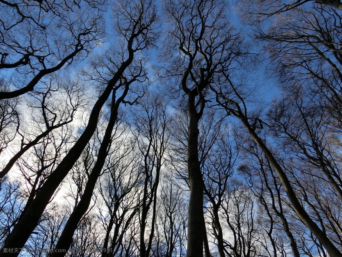 森林树木 森林 天空 冬天 景观 树木