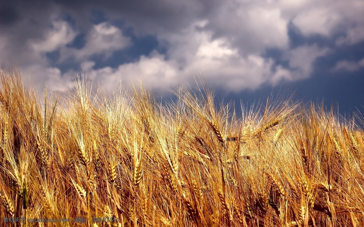 稻田 麦田 小麦 麦子 麦穗 自然 植物 食品 丰收 金色麦田 金色麦浪 收获 麦地 成熟的小麦 成熟的麦子 粮食 背景 壁纸 种植 生态 农场 农业 自然景观 自然风景