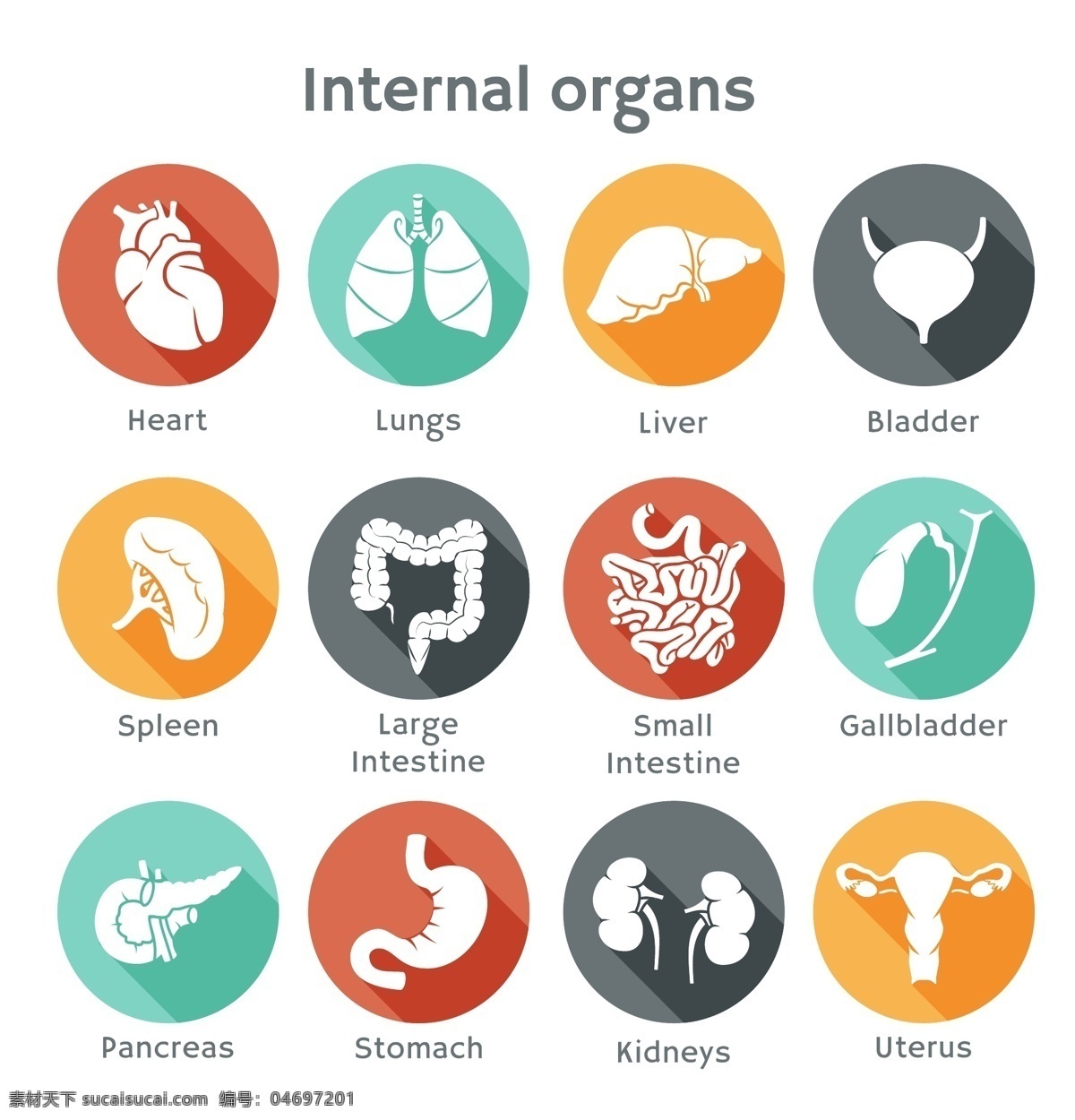 人体 器官 肺 人体器官 肾 心脏 大肠 扁平化 风格 矢量图 其他矢量图